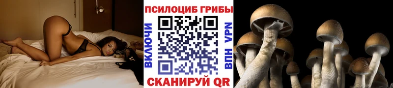 мега как войти  Заволжье  Псилоцибиновые грибы Cubensis 